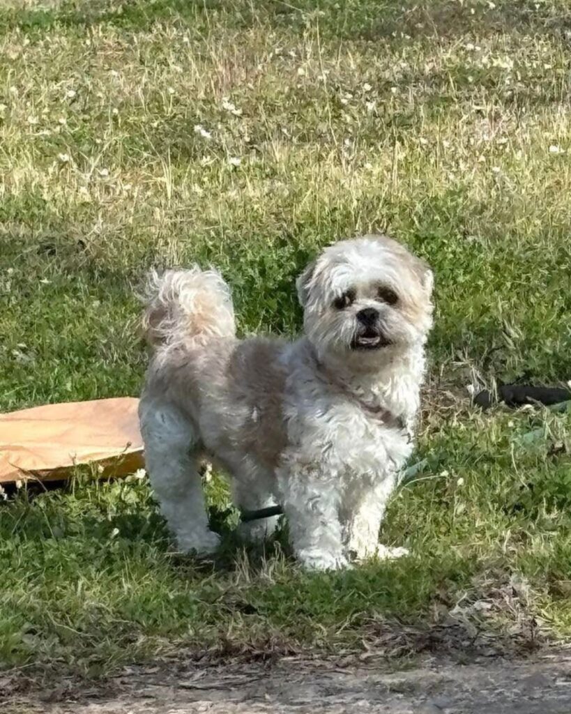 white puppy standing on the grass