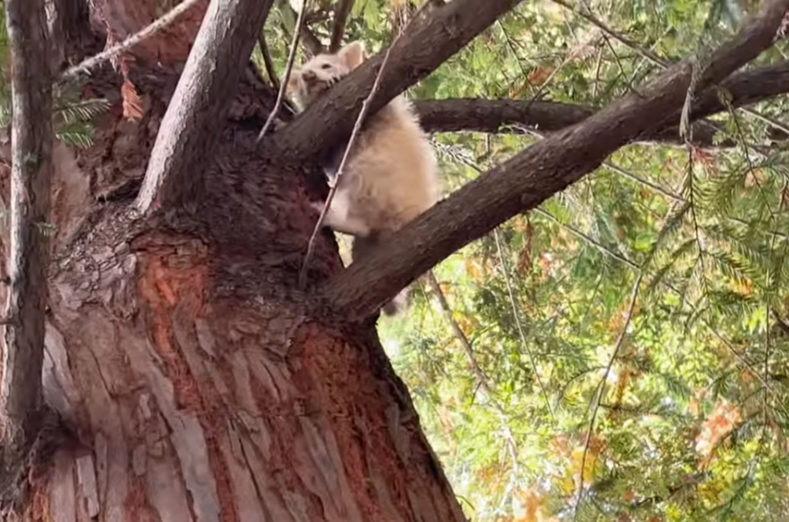 white raccoon on a tree