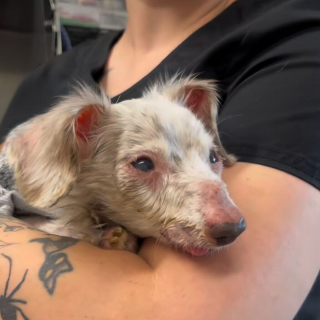 white sick dog in the hands of a young girl