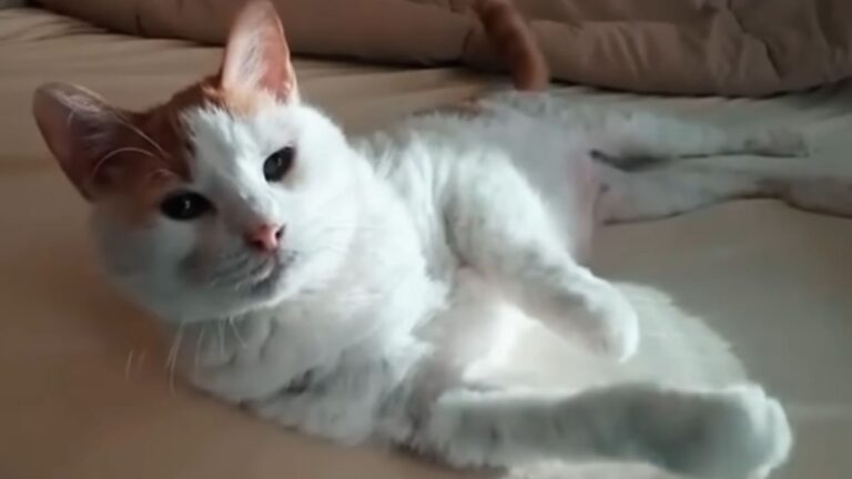 Woman Adopts A Cat From Maryland Shelter