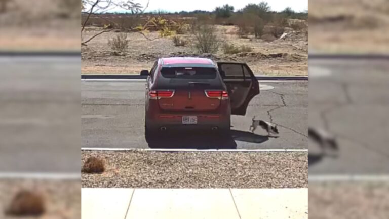 Shocking Moment Caught On Camera As Woman Says “Bye-Bye” And Throws Dog From Her Car In Arizona