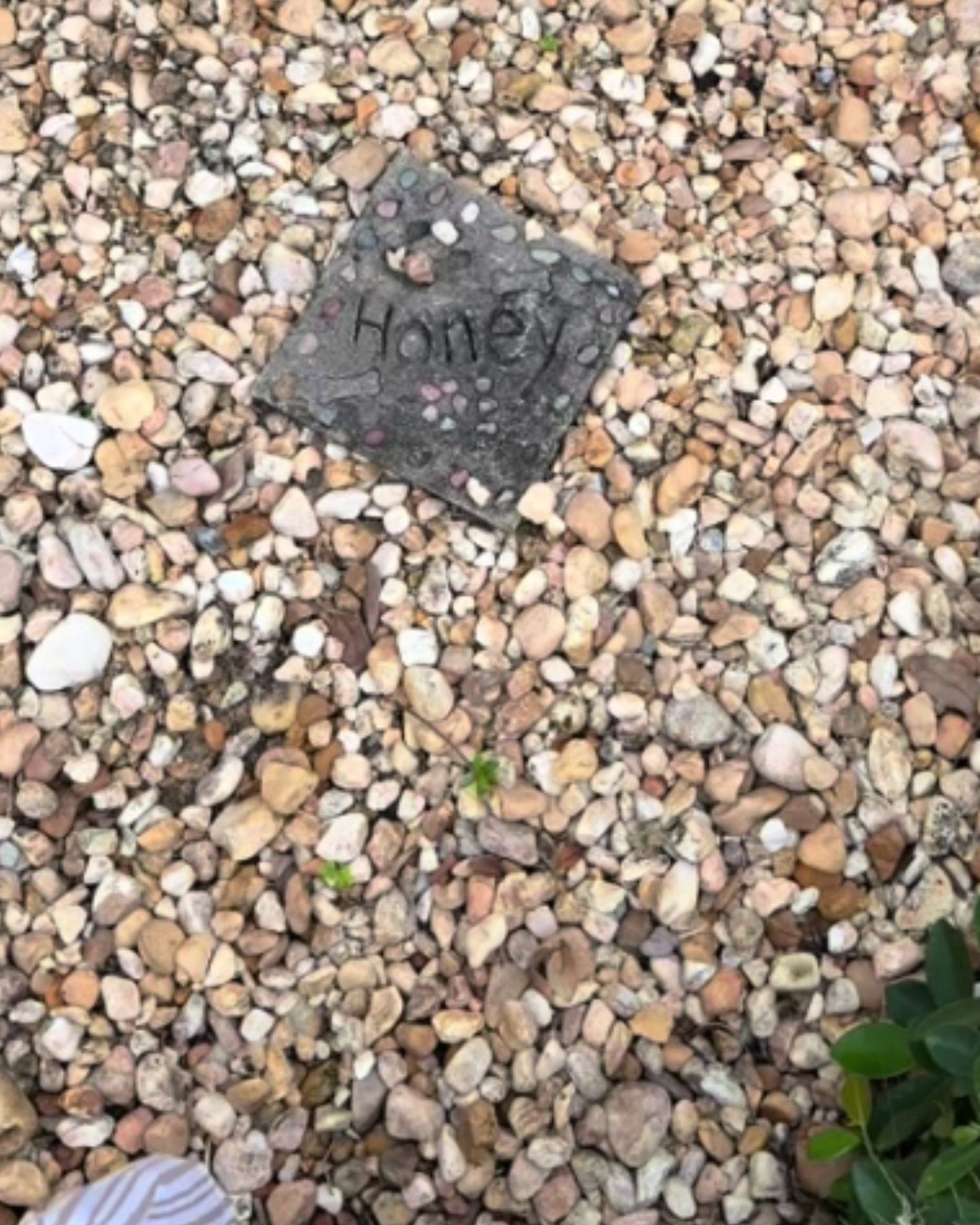 woman finds dog grave