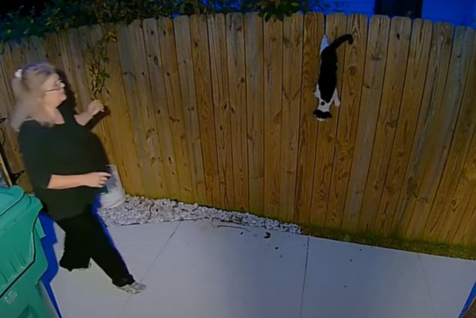 woman helping cat on fence