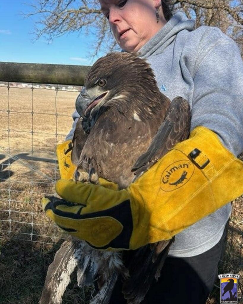 woman holding an eagle in her hands