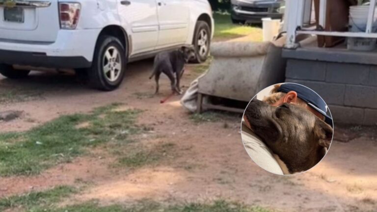 North Carolina Woman Pays $23 For A Chained Pregnant Dog, Then Learns She’s Struck Gold