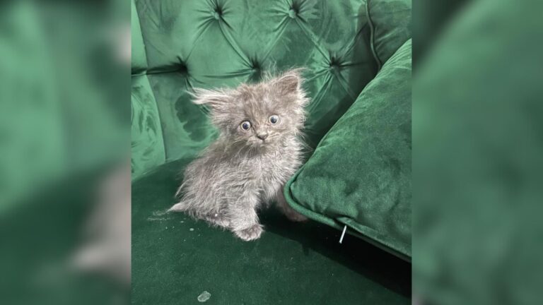 Rare Utah Kitten Was Given Only A Few Of Days To Live But Look At Her Unbelievable Makeover
