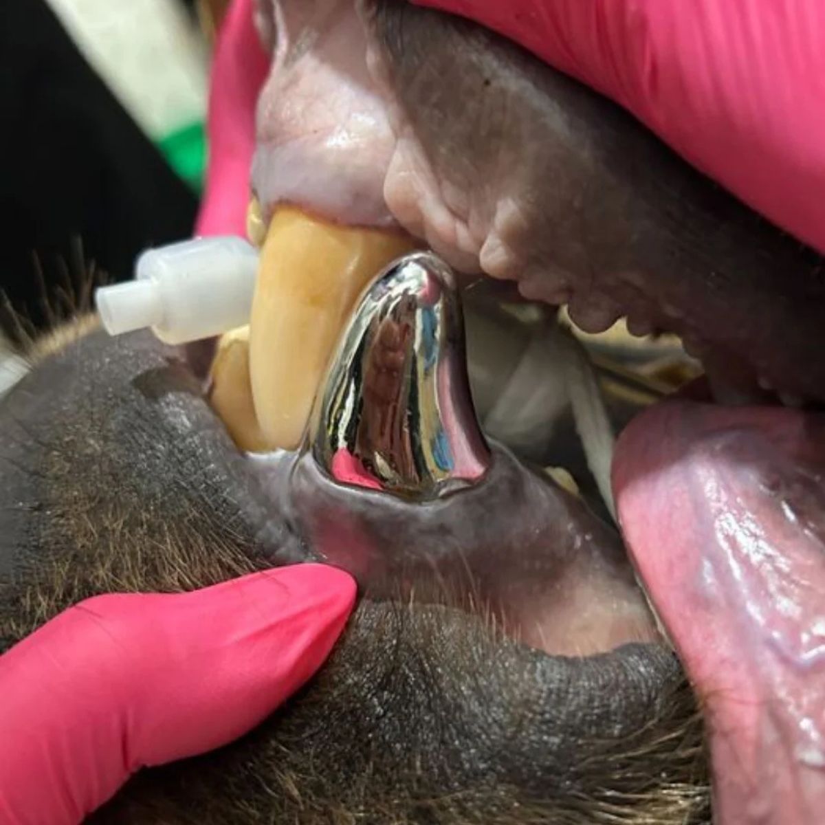 work on the bear's tooth