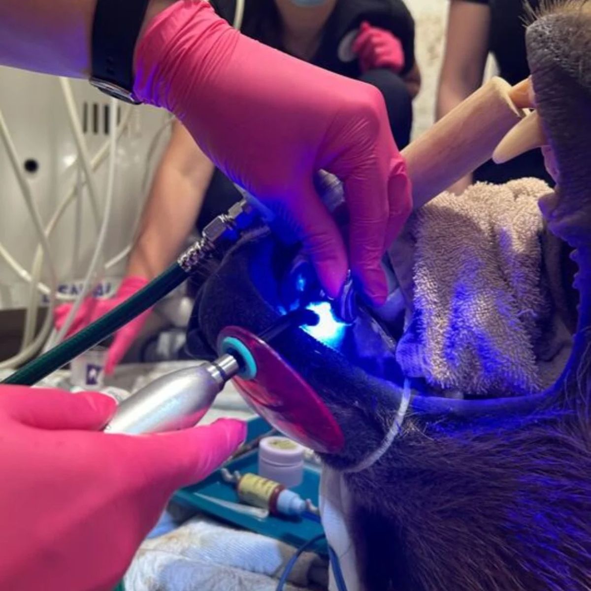 work on the teeth of the bear