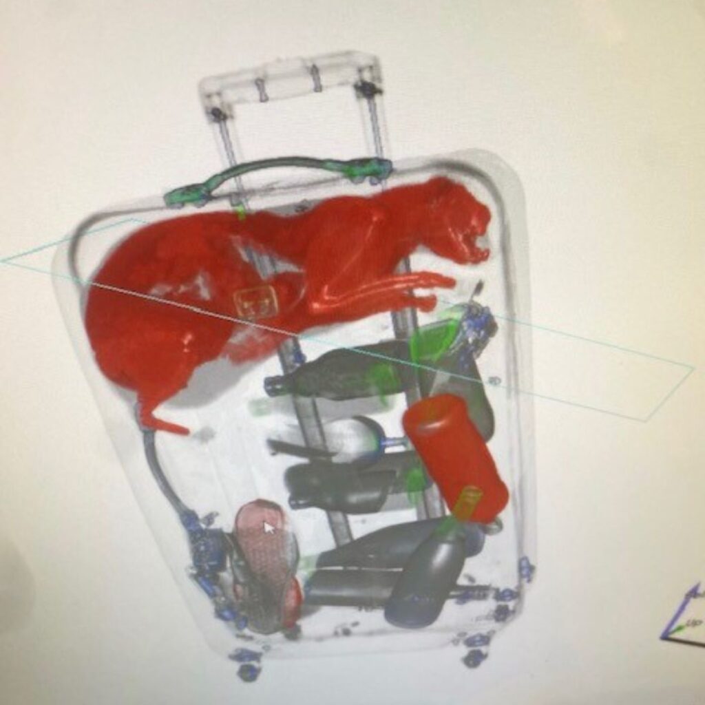 x-ray shows a cat in a suitcase