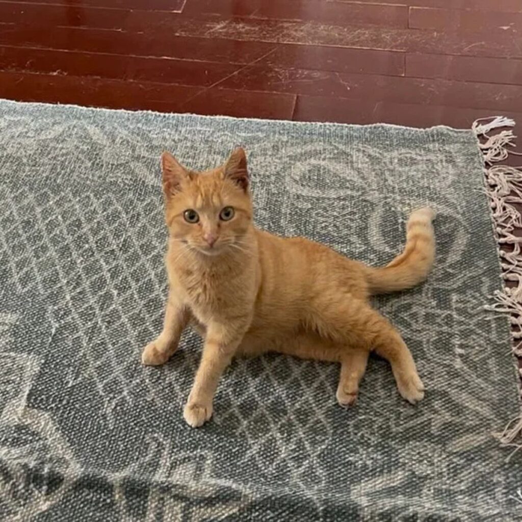 yellow cat in semi-recumbent position