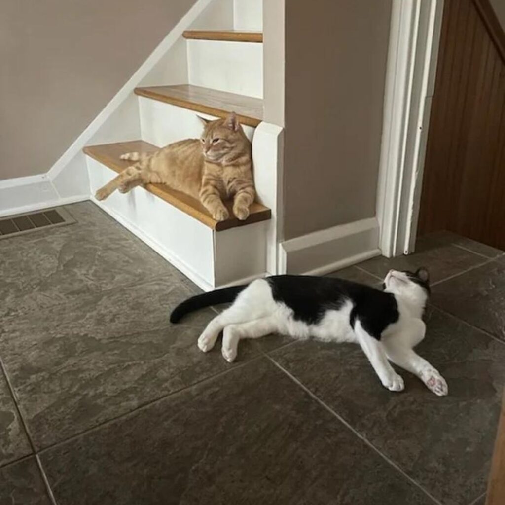 yellow cat lying on the stairs black and white on the tiles