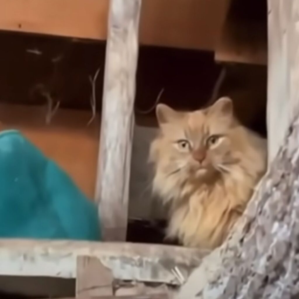 yellow cat sitting on a wooden shelf