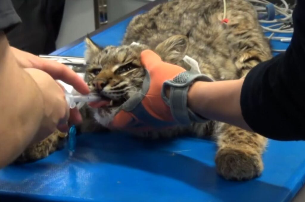 young lynx being examined