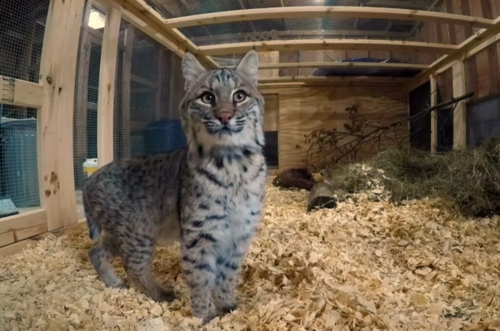 young lynx in the cage