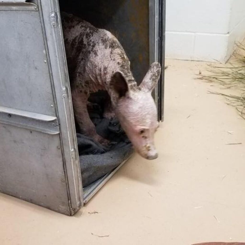A bald bear comes out of a container