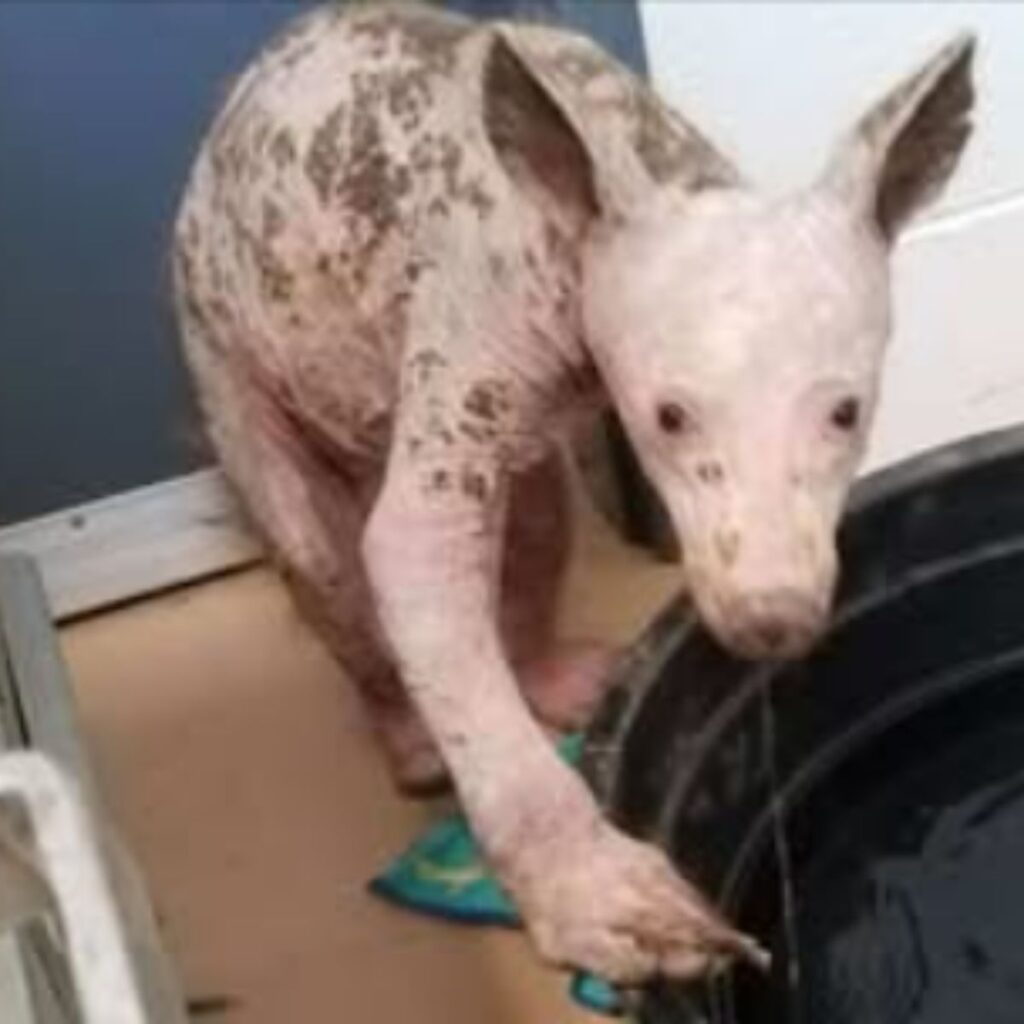 A bald bear enters a barrel