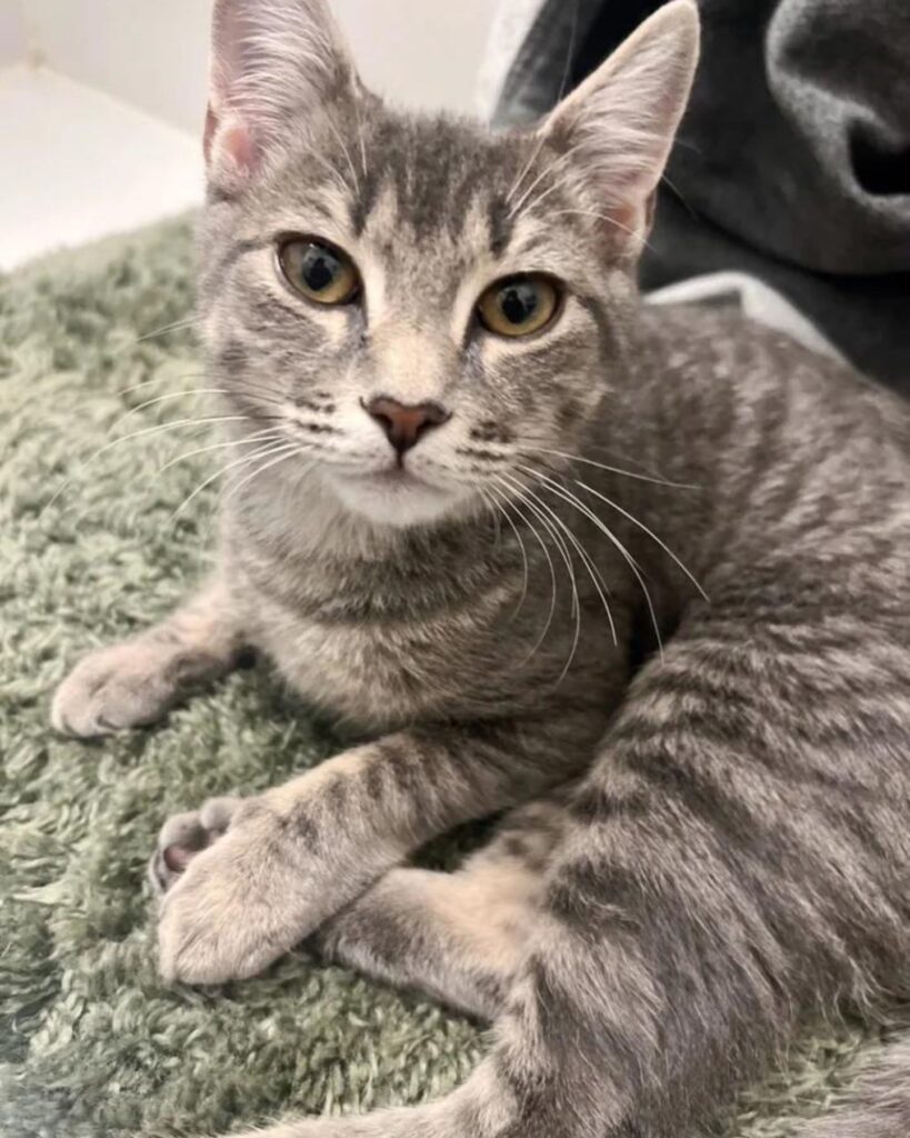A beautiful cat is lying on the carpet
