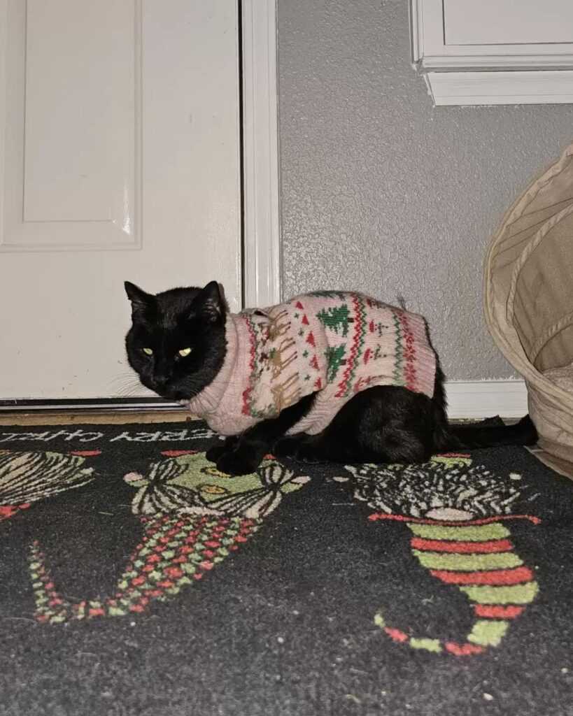 A black cat in a sweater is standing by the door