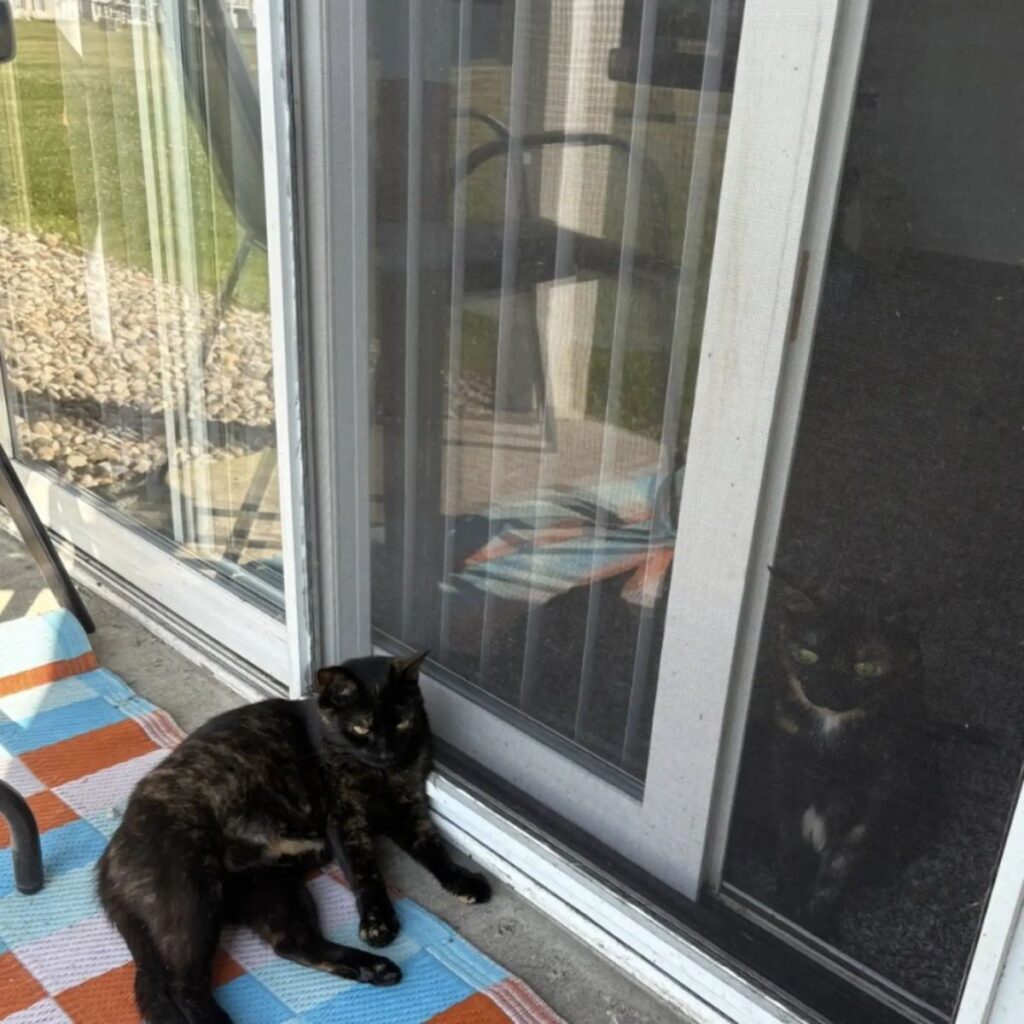 A black cat lies by the balcony door