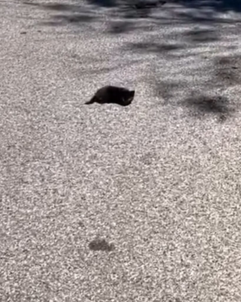 A black cat lies in the sand