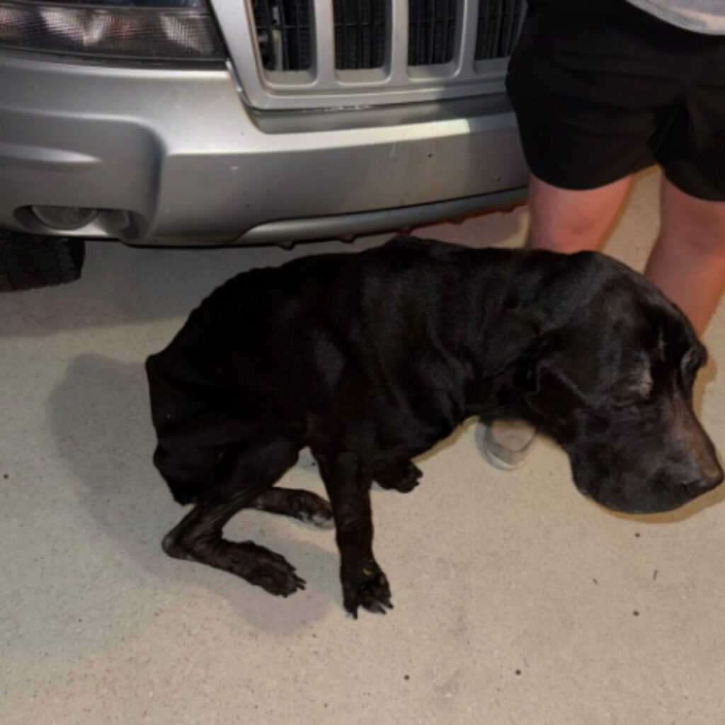 A black dog is sitting next to the car