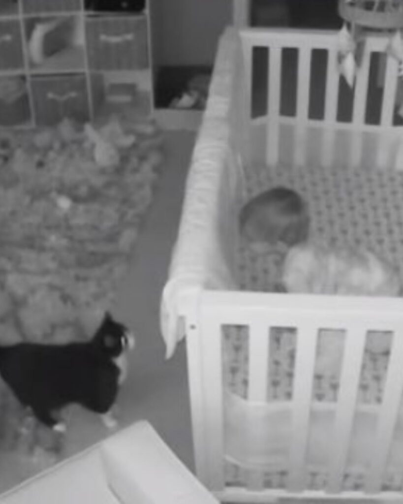 A boy looks at a cat from his crib