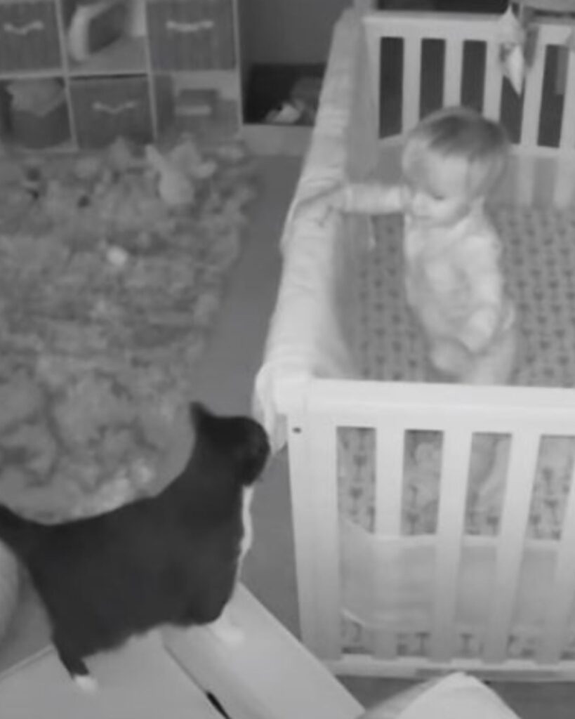 A boy looks at a cat on the floor from his crib