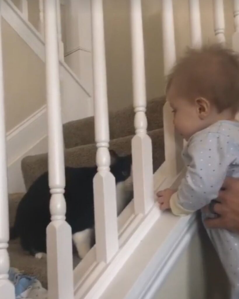 A boy looks at a cat on the stairs