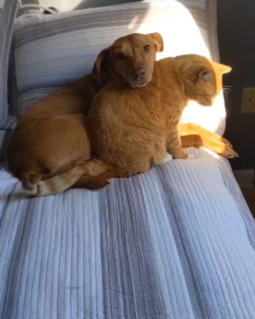 A brown dog and a ginger cat are sitting on the bed