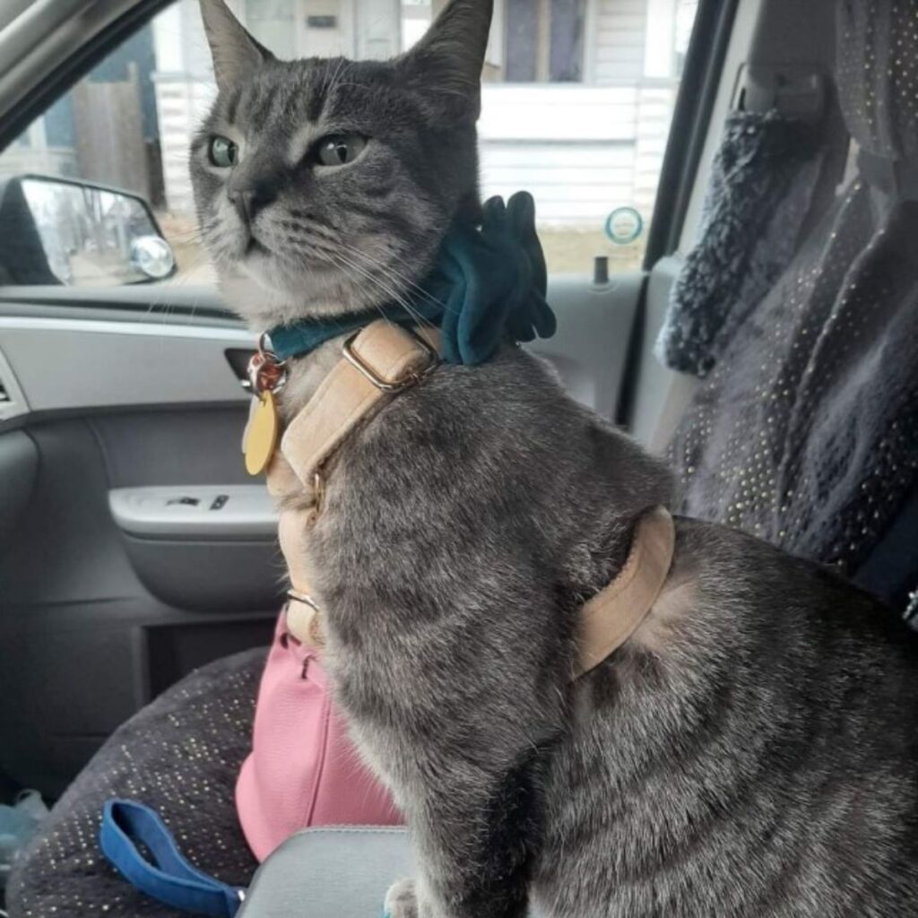 A cat with a bow sits in a car