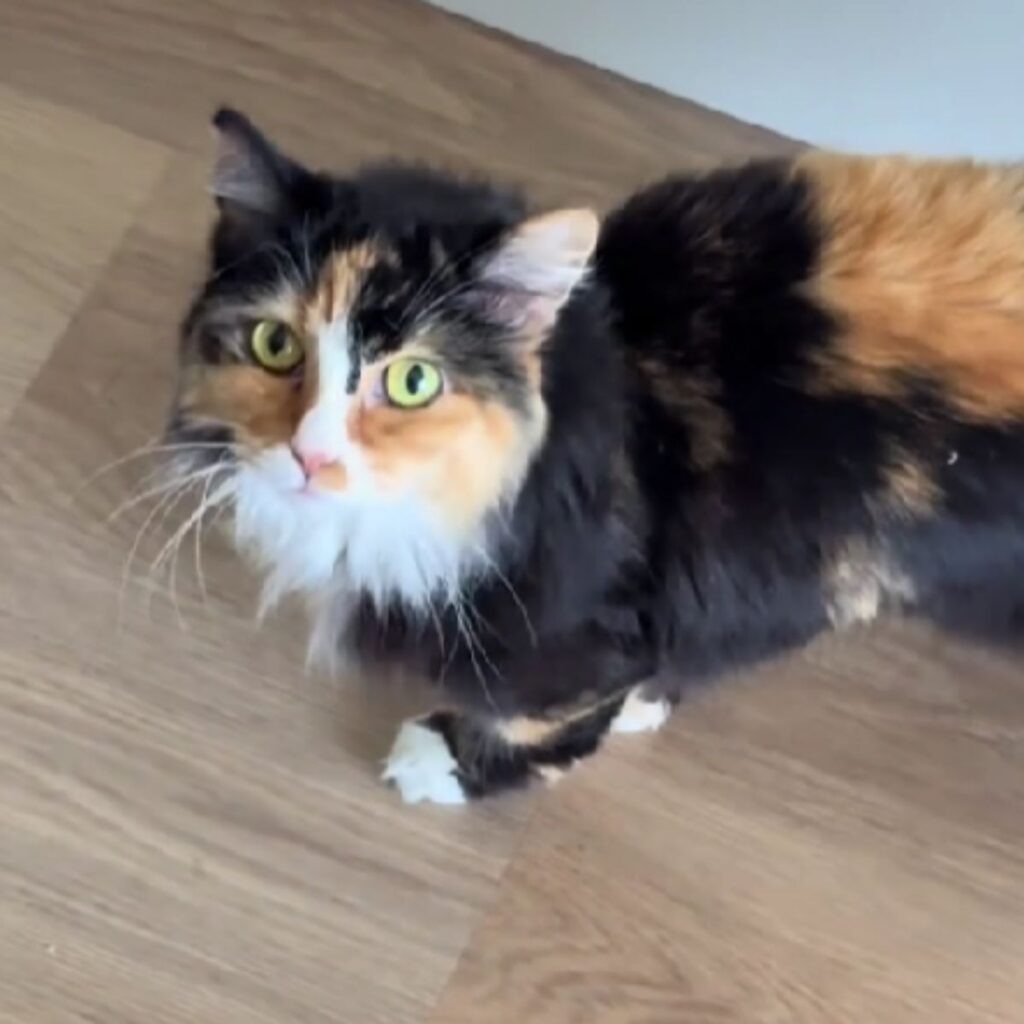 A colorful cat looks at its owner