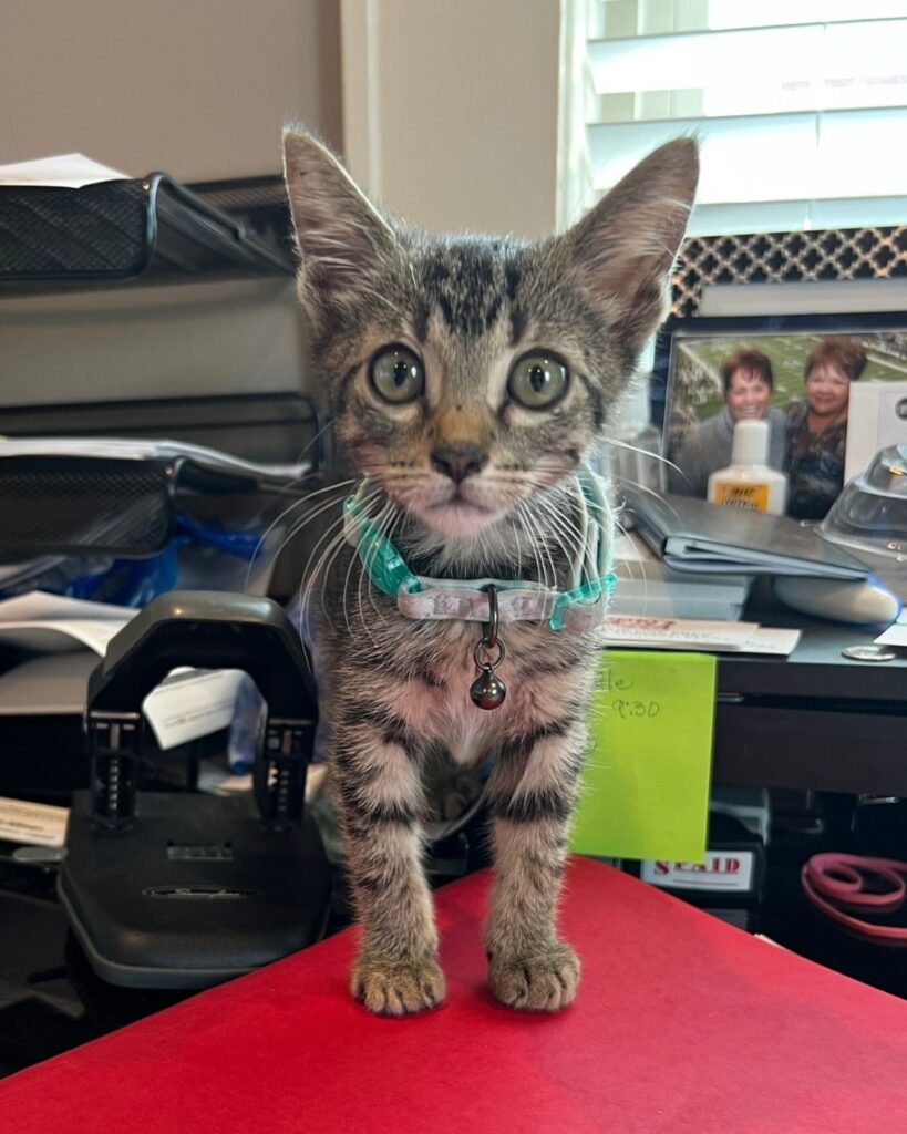 A colorful kitten is standing on the table