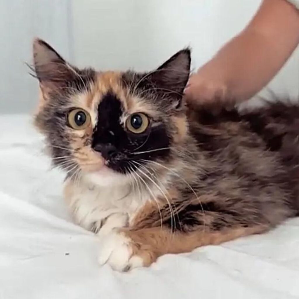 A colorful kitten lies on a white sheet