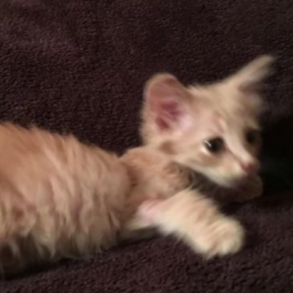 A confused kitten lies down