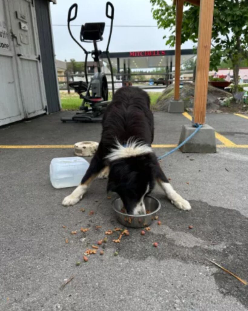A dog on a leash tied to a pole is eating