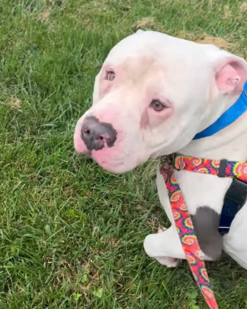 A dog on a leash walks on the grass