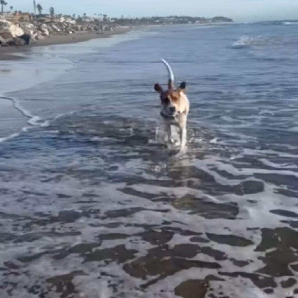 A dog runs in the water along the beach