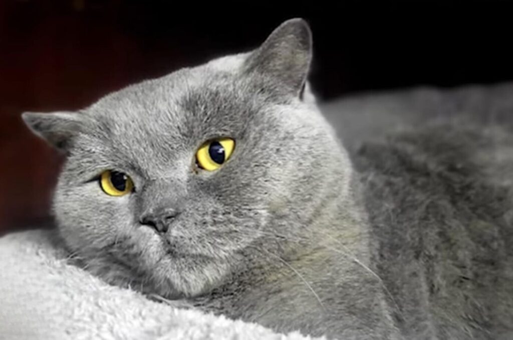 A fat gray cat is lying down