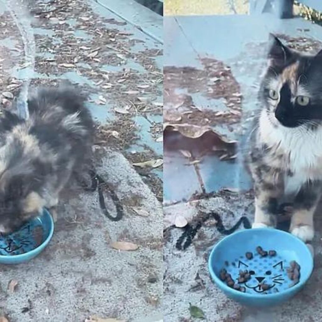 A kitten on the sidewalk eats food from a bowl