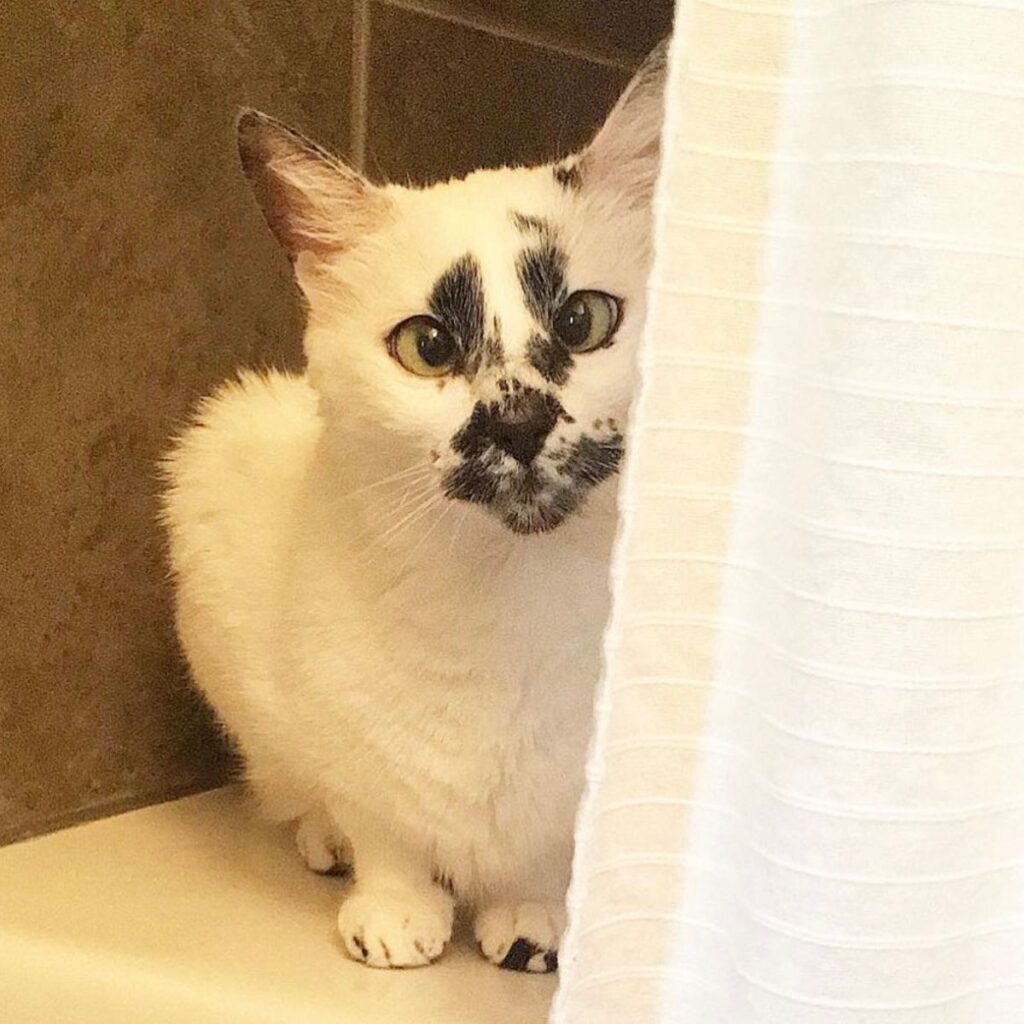 A kitten with a mark on its head is sitting