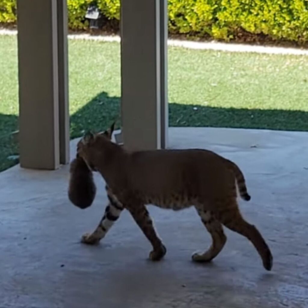 A lynx carries a kitten in its mouth