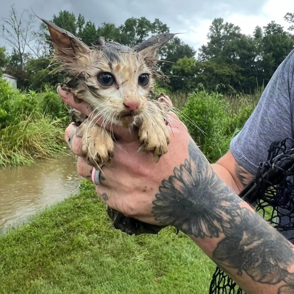 A man is holding a sick kitten