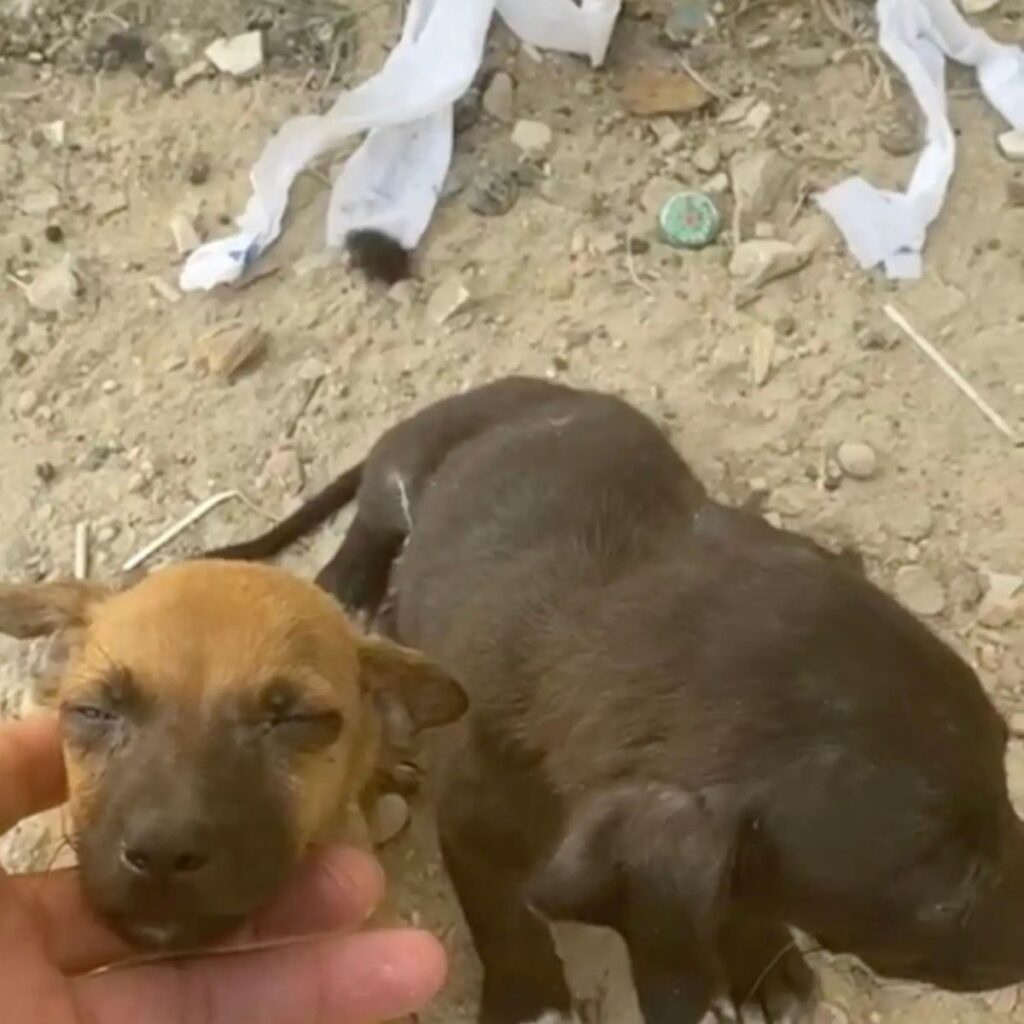 A man is looking at a small dog