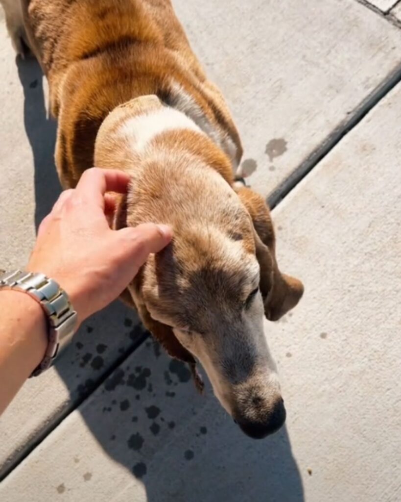 A man is petting a dog