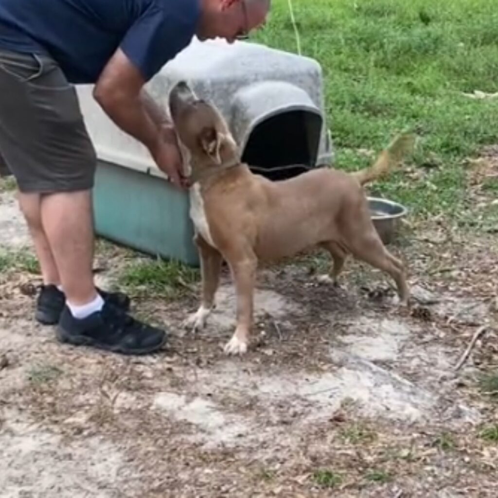 A man is removing a dog's chain