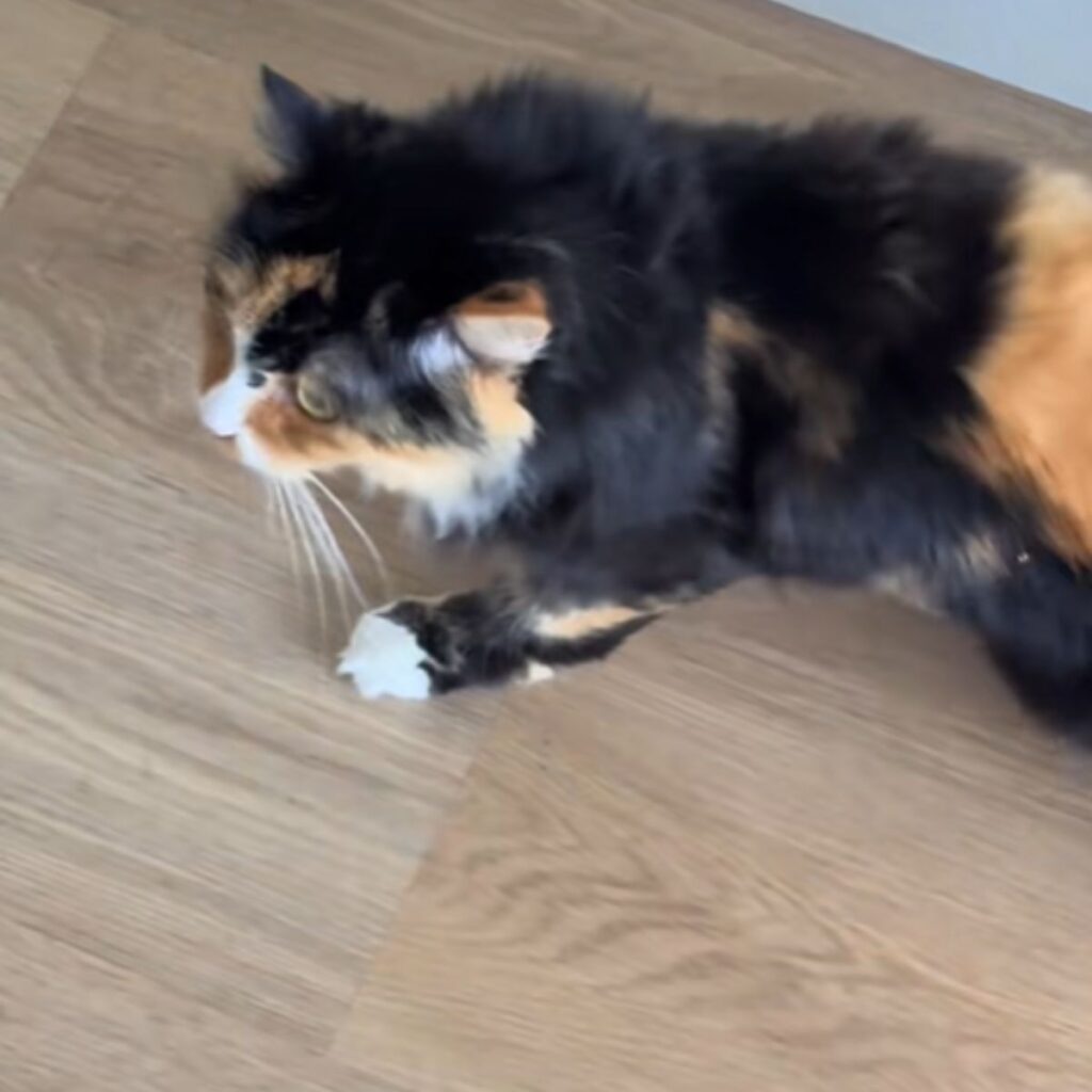 A multi-colored cat walks on the laminate floor