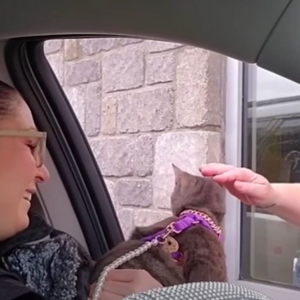 A passerby strokes a cat in a car