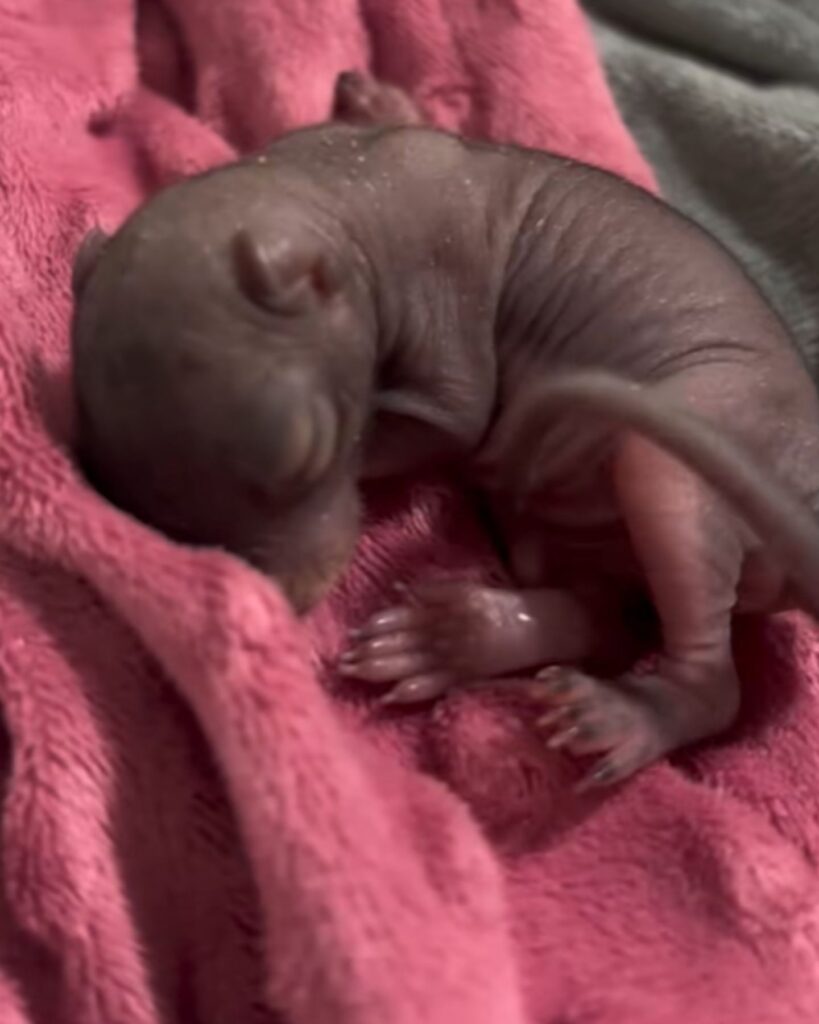 A premature puppy lies on a blanket