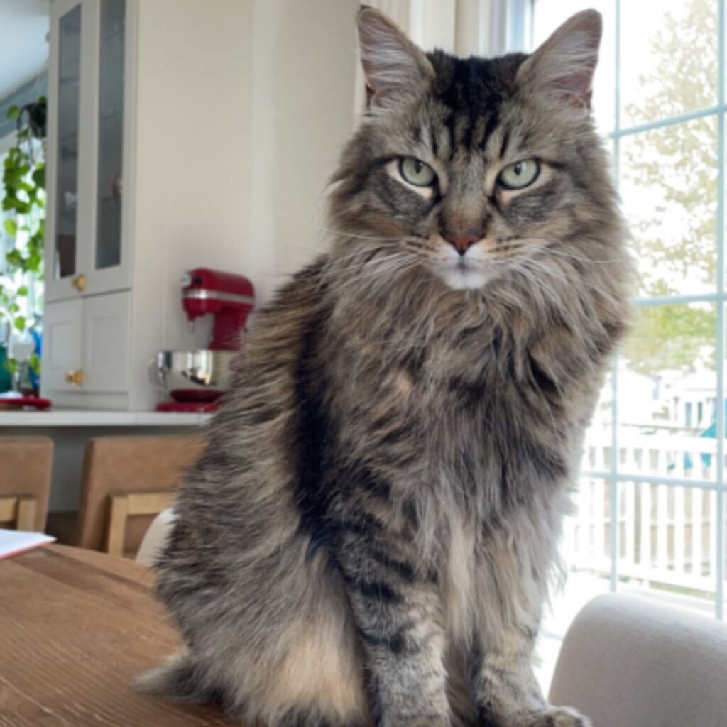 A shaggy cat is sitting on the table