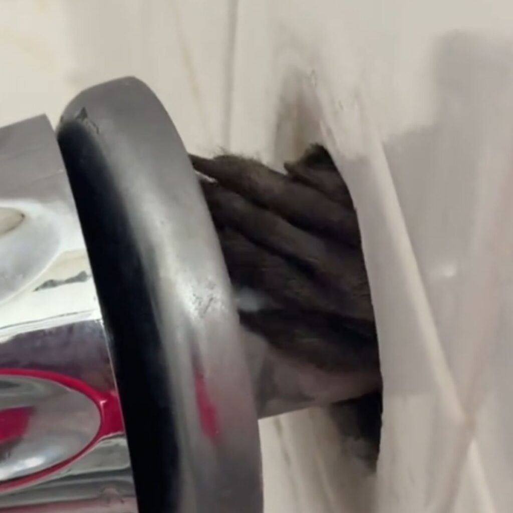 A shaggy hand is sticking out of the fountain